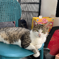 头像