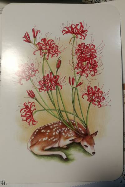 明信片照片