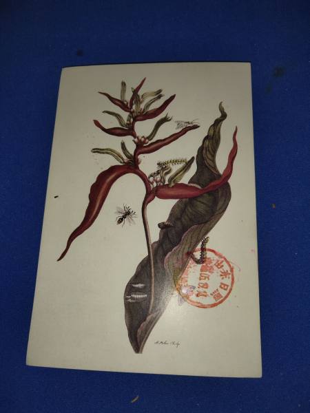 明信片照片