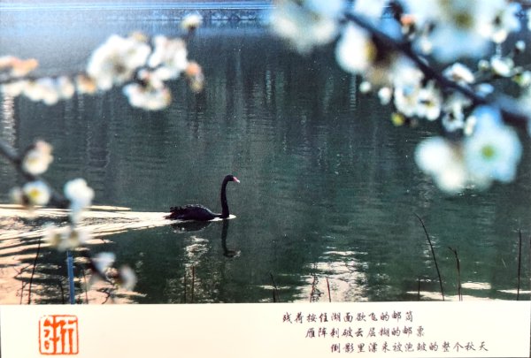 明信片照片