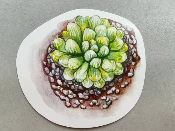 明信片照片