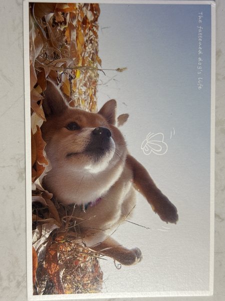 明信片照片