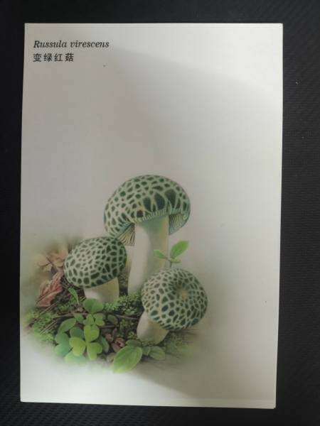 明信片照片