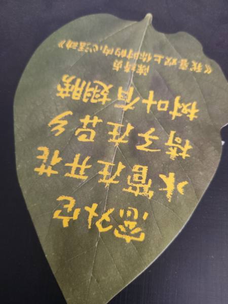 明信片照片