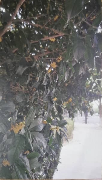 明信片照片